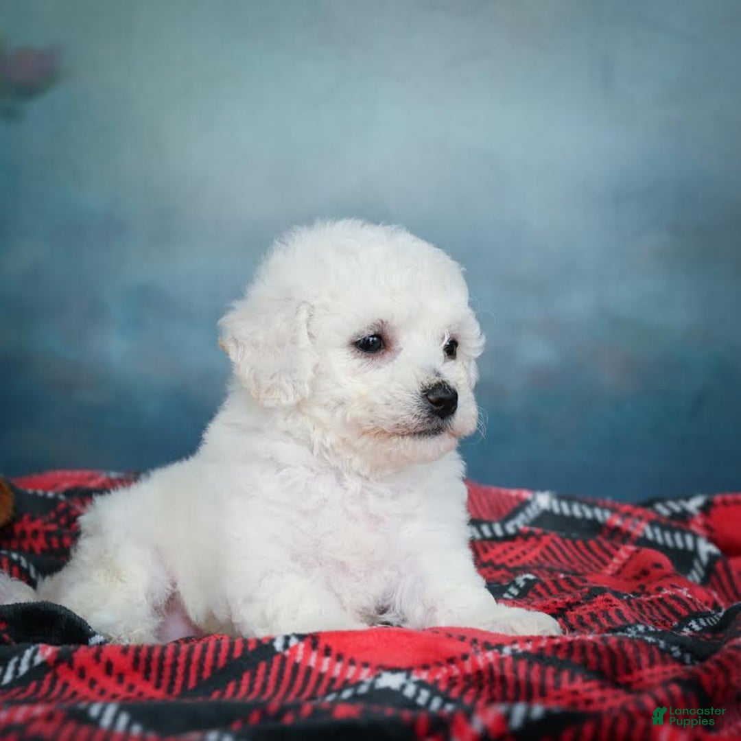 Bichon Frise dogs for sale: Sophia - Image 13