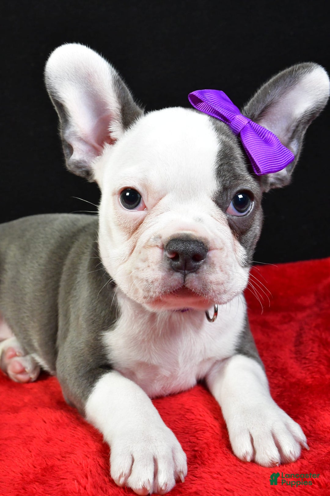 Frenchton dogs for sale: Faye - Image 8