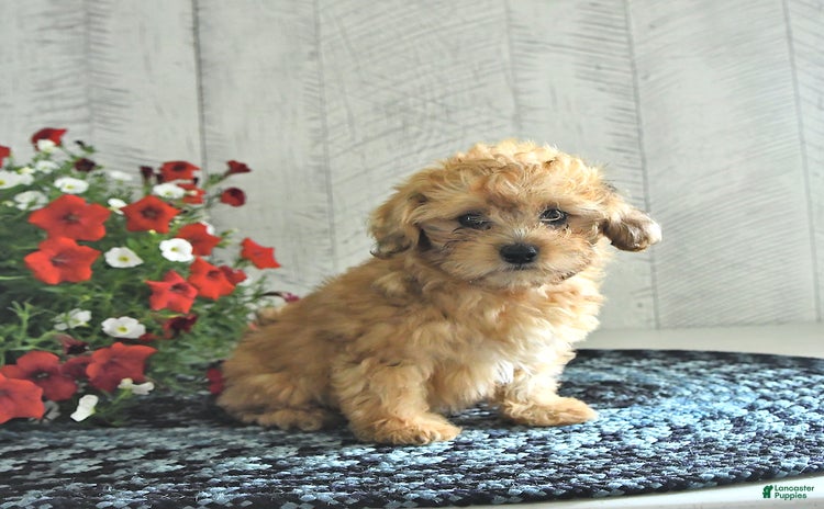 Shihpoo dogs for sale - Ad 5