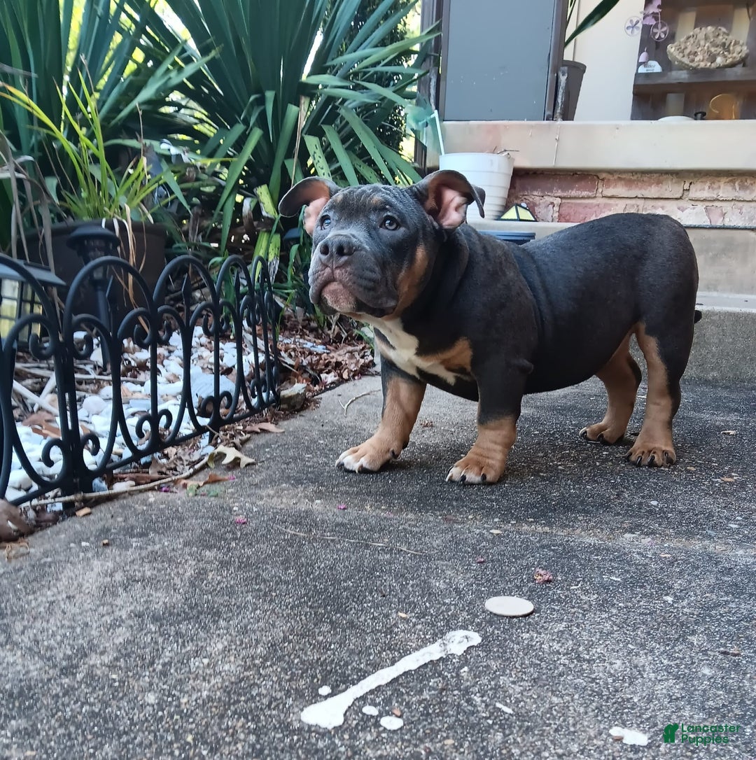 American Bully dogs for sale: Green Col - Image 11