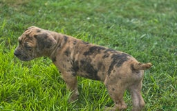 Cane Corso dogs for stud: Cane Corso 5 puppies - Image 5