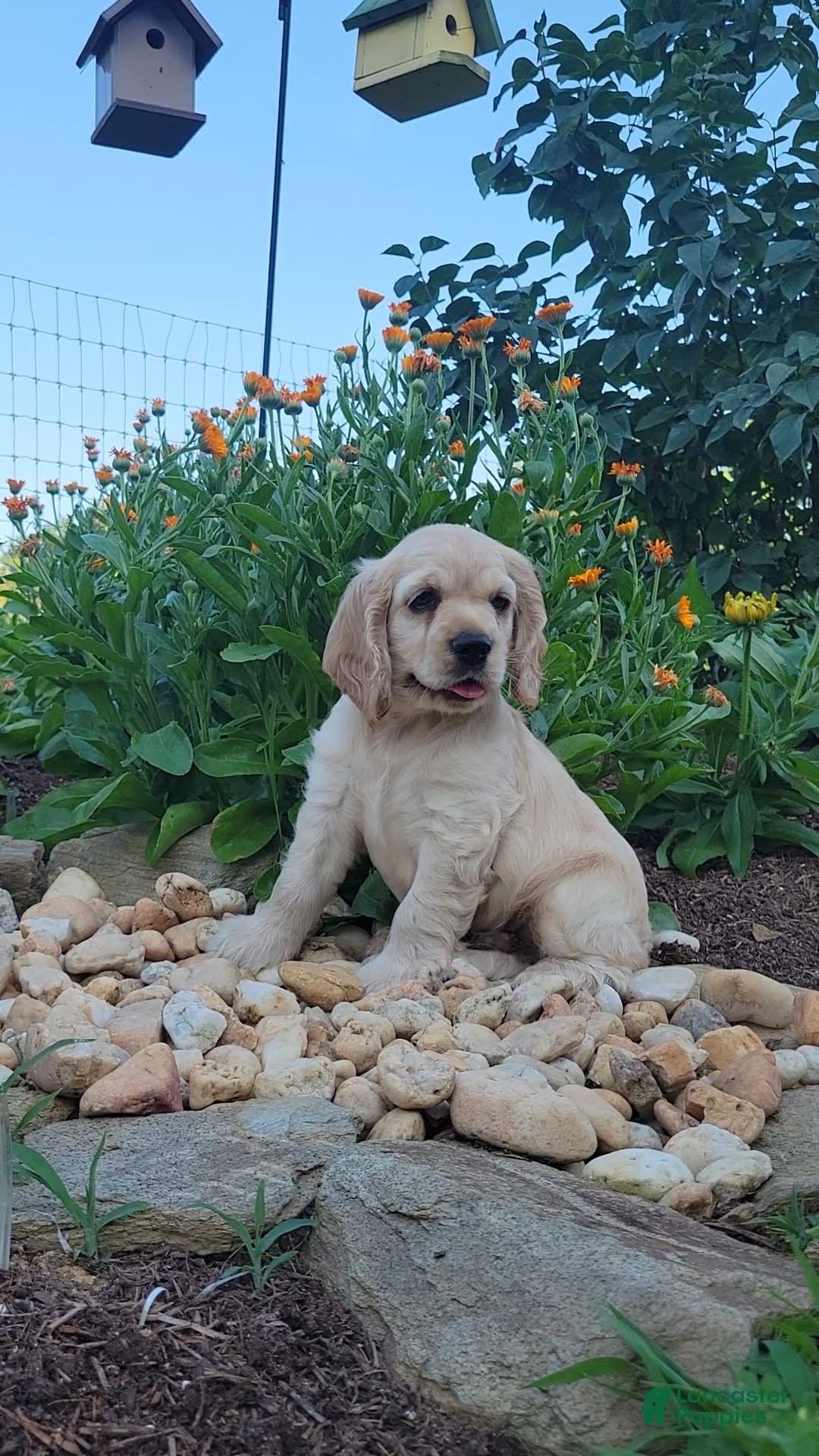 Cocker Spaniel dogs for sale: Rusty - Image 2