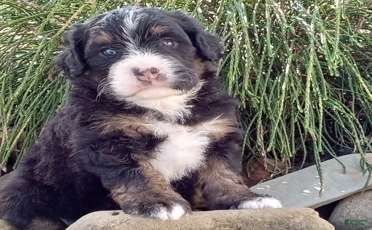 Mini Bernedoodle dogs for sale - Ad 1