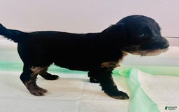 Aussiedoodle dogs for sale: Bailey - Image 1