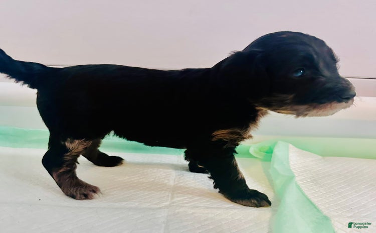 Aussiedoodle dogs for sale - Ad 3