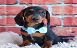 Miniature Dachshund dogs for sale: Sparky - Image 13