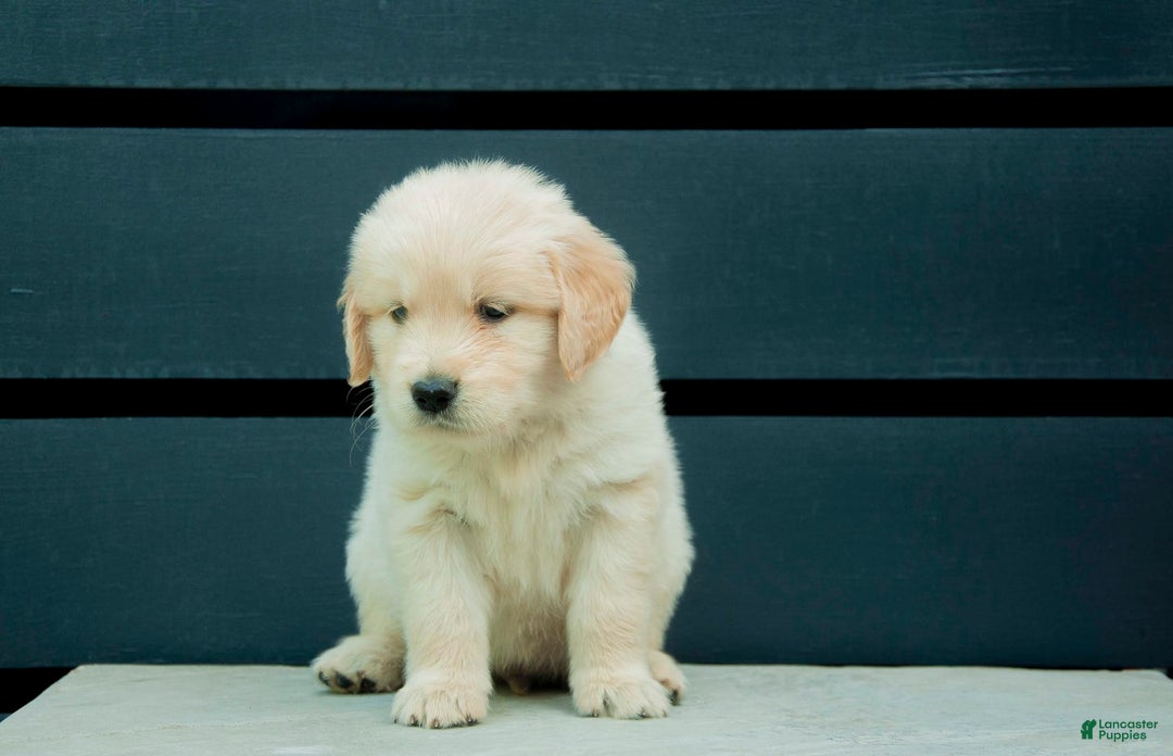 Golden Retriever dogs for sale: Dopey Aka Yellow - Image 3