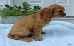 Cavalier King Charles Spaniel dogs for sale: Roscoe - Image 6