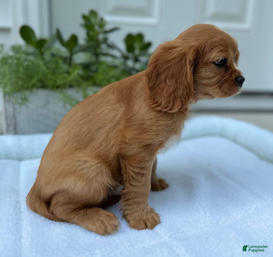 Cavalier King Charles Spaniel dogs for sale: Roscoe - Image 6