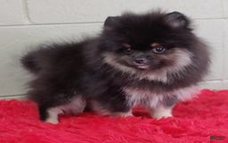 Pomeranian dogs for sale: Danny - Image 6