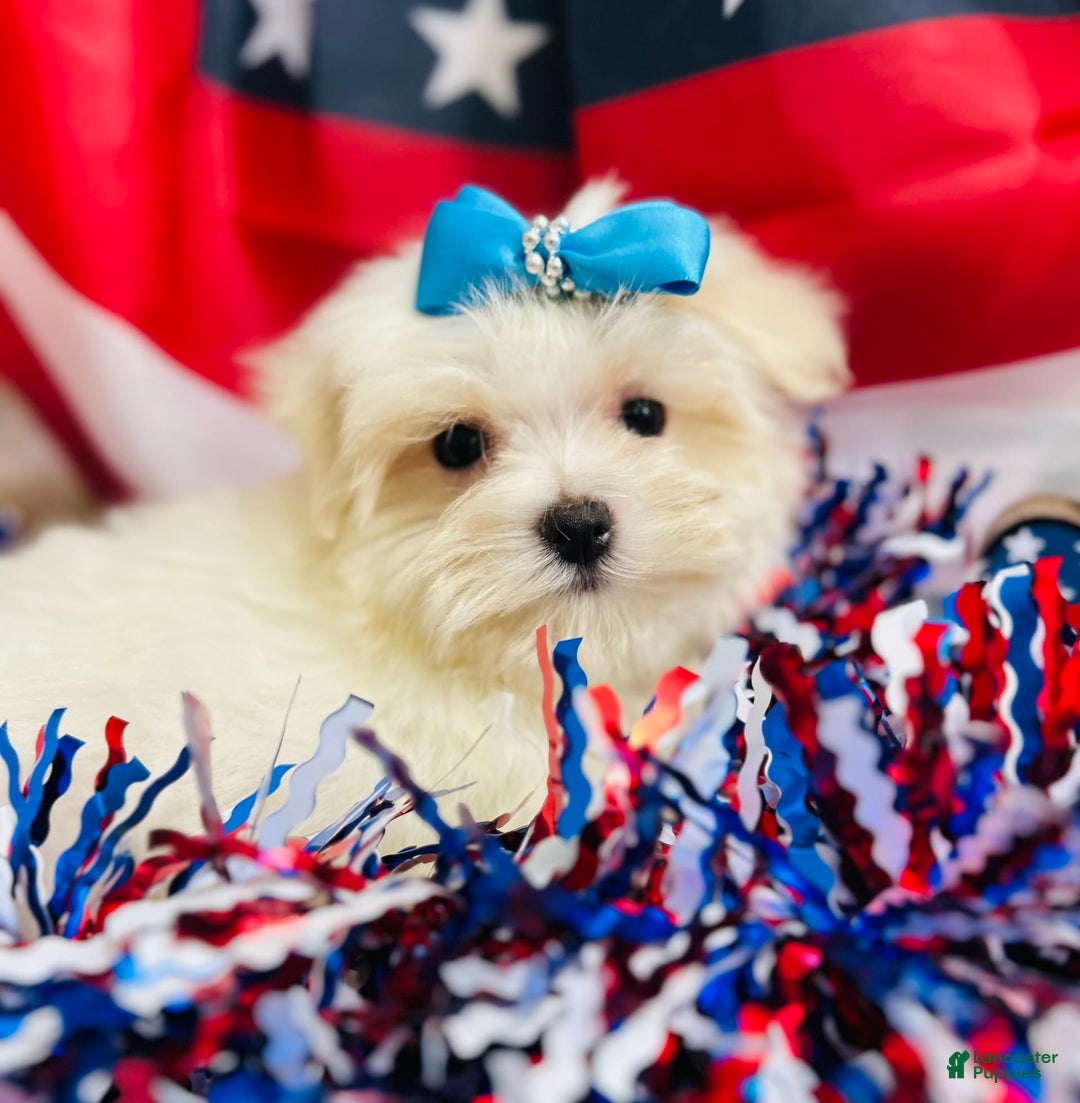 Maltese dogs for sale: Petey - Image 4