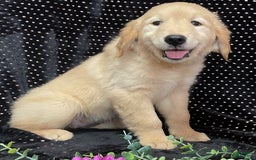 Golden Retriever dogs for sale: Archie - Image 4