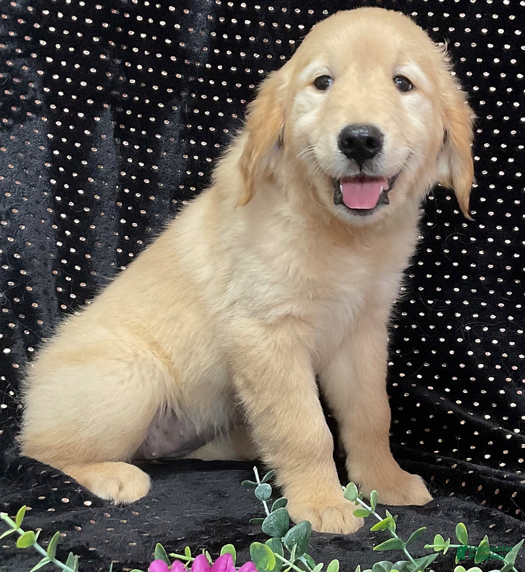 Golden Retriever dogs for sale: Archie - Image 4
