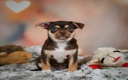 Chihuahua dogs for sale: Ollie - Image 8
