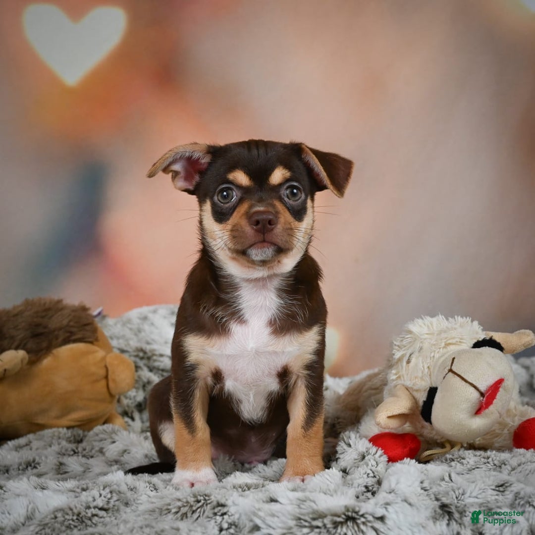 Chihuahua dogs for sale: Ollie - Image 8