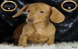 Miniature Dachshund dogs for sale: Greta - Image 1