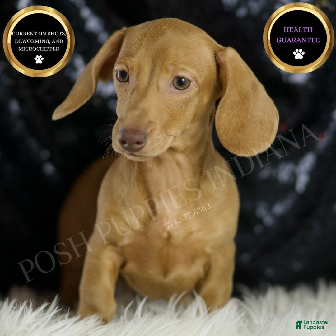 Miniature Dachshund dogs for sale: Greta - Image 1