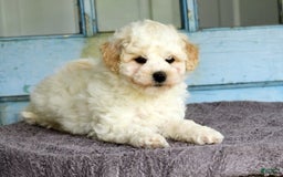 Havapoo dogs for sale: Rover - Image 1