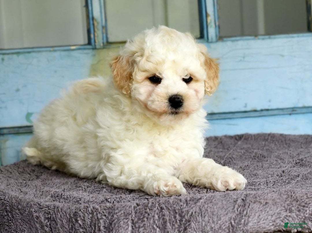 Havapoo dogs for sale: Rover - Image 1