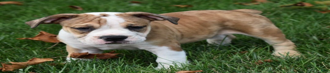 Dozer
