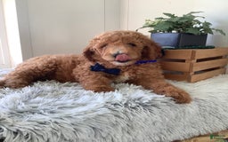 Goldendoodle dogs for sale: Kobe F2b - Image 9