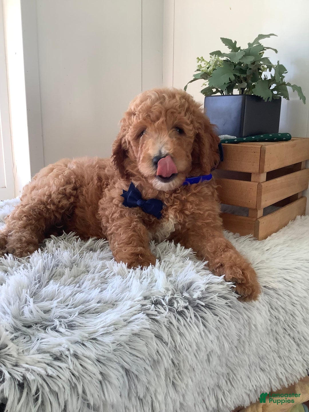 Goldendoodle dogs for sale: Kobe F2b - Image 9