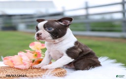 Boston Terrier dogs for sale: Dolly - Image 4