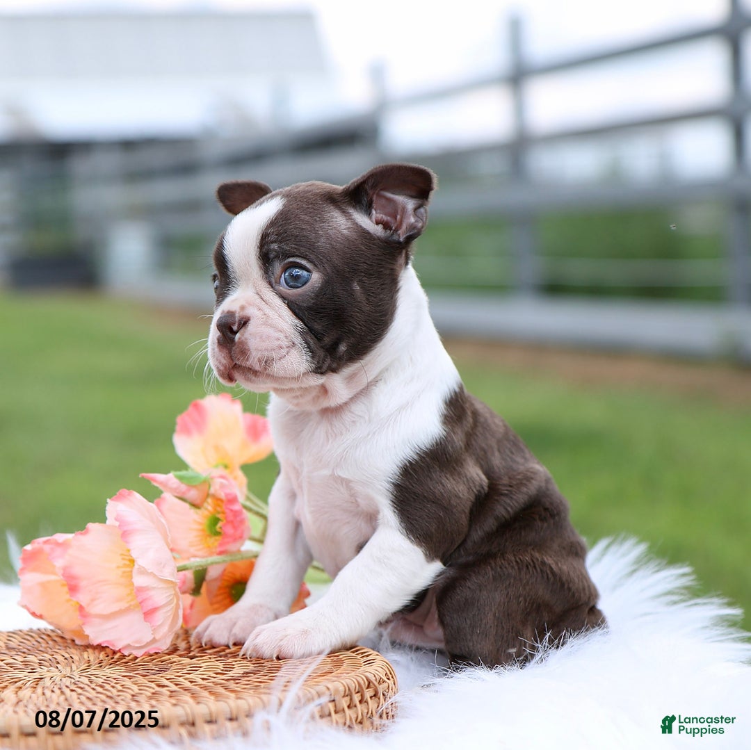 Boston Terrier dogs for sale: Dolly - Image 4
