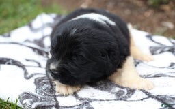 Newfoundland dogs for sale: Pearl - Image 5
