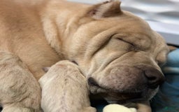 Cane Corso dogs for sale: "maximus" - Image 7