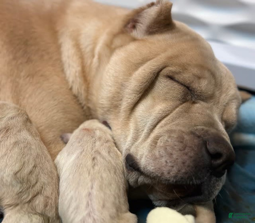 Cane Corso dogs for sale: "maximus" - Image 7