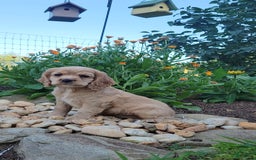 Cocker Spaniel dogs for sale: Brooke - Image 2