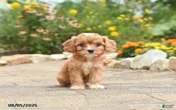 Cavapoo dogs for sale: Avalon - Image 4