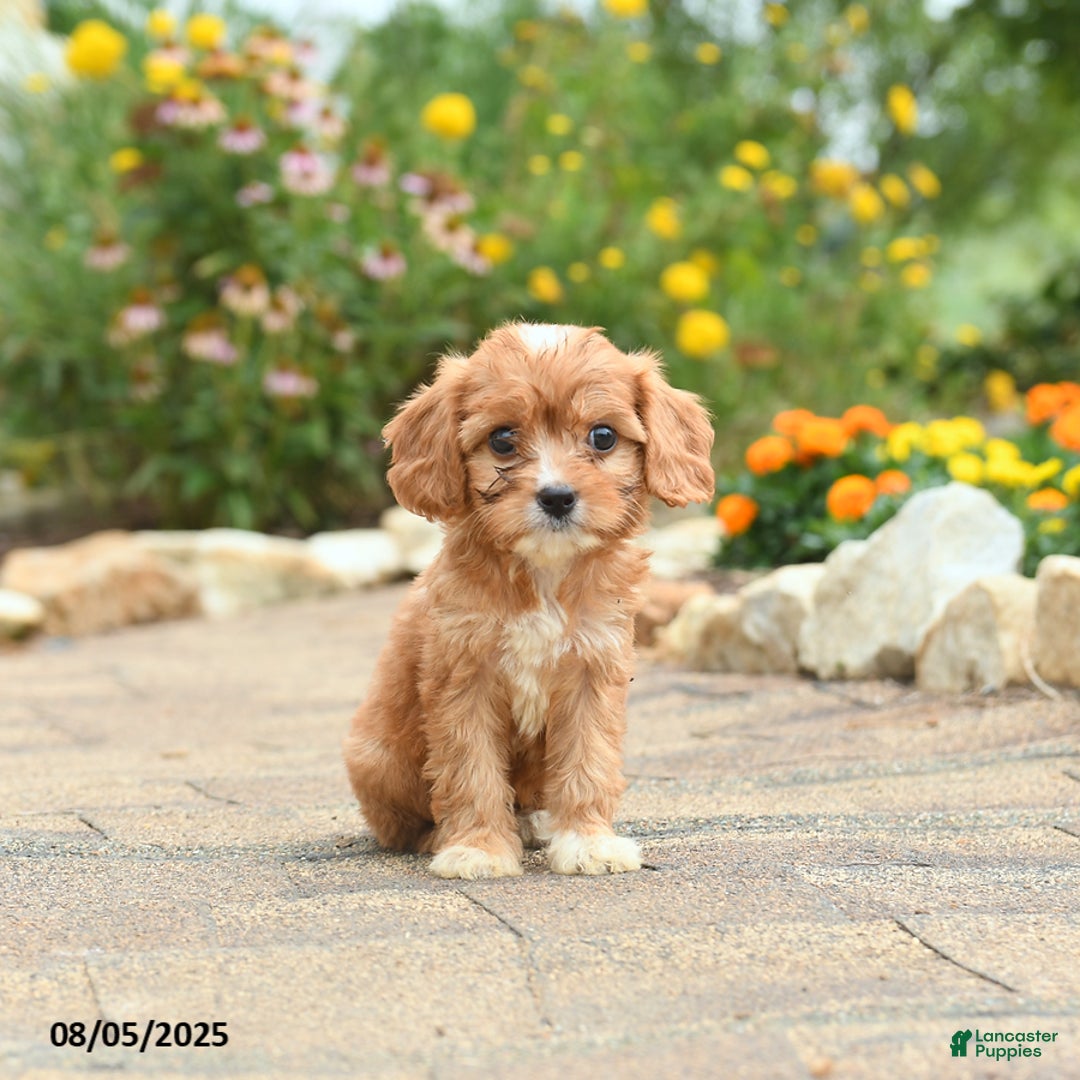 Cavapoo dogs for sale: Avalon - Image 4