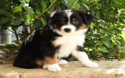 Miniature Australian Shepherd dogs for sale: Aurora - Image 7