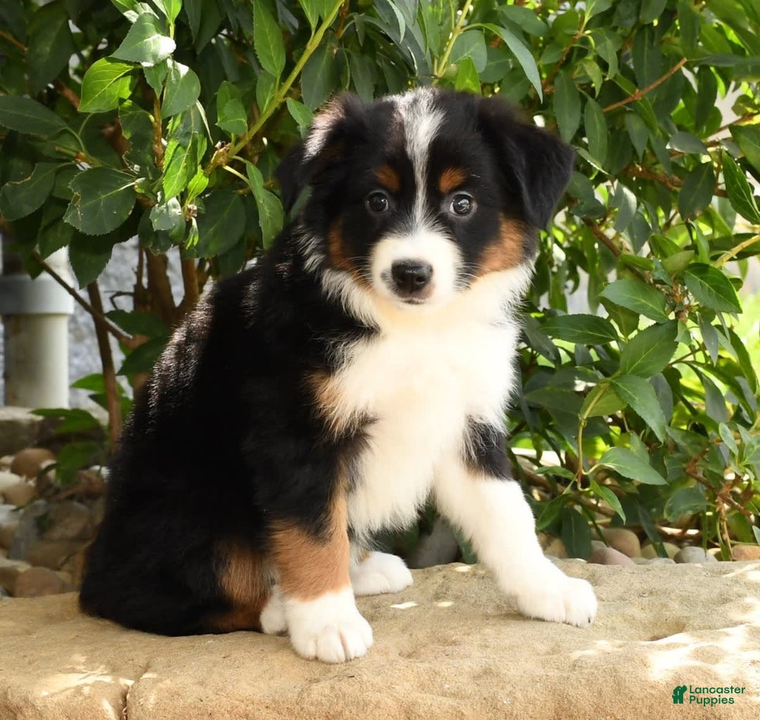 Miniature Australian Shepherd dogs for sale: Aurora - Image 7