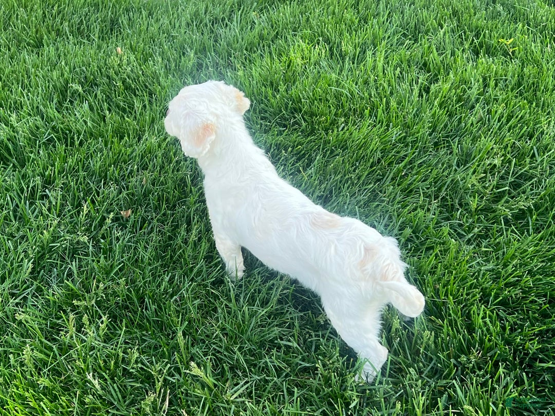 Lhasa Apso dogs for sale: Angel - Image 2