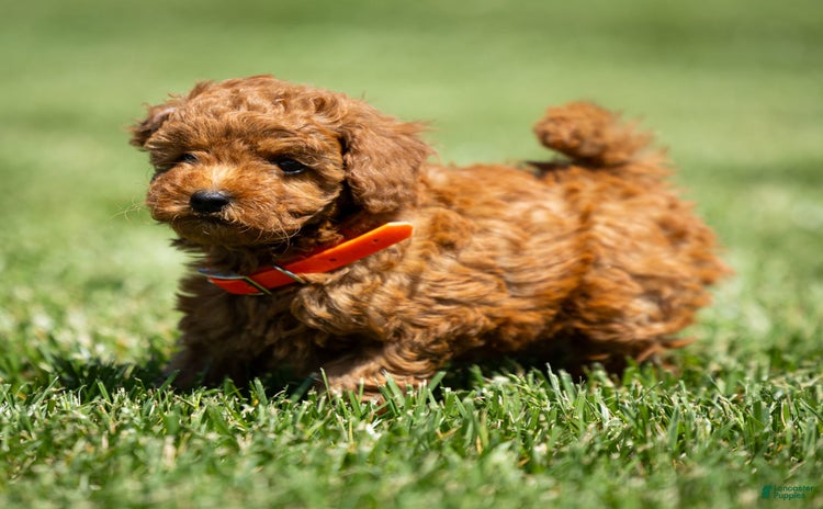 Goldendoodle dogs for sale - Ad 5