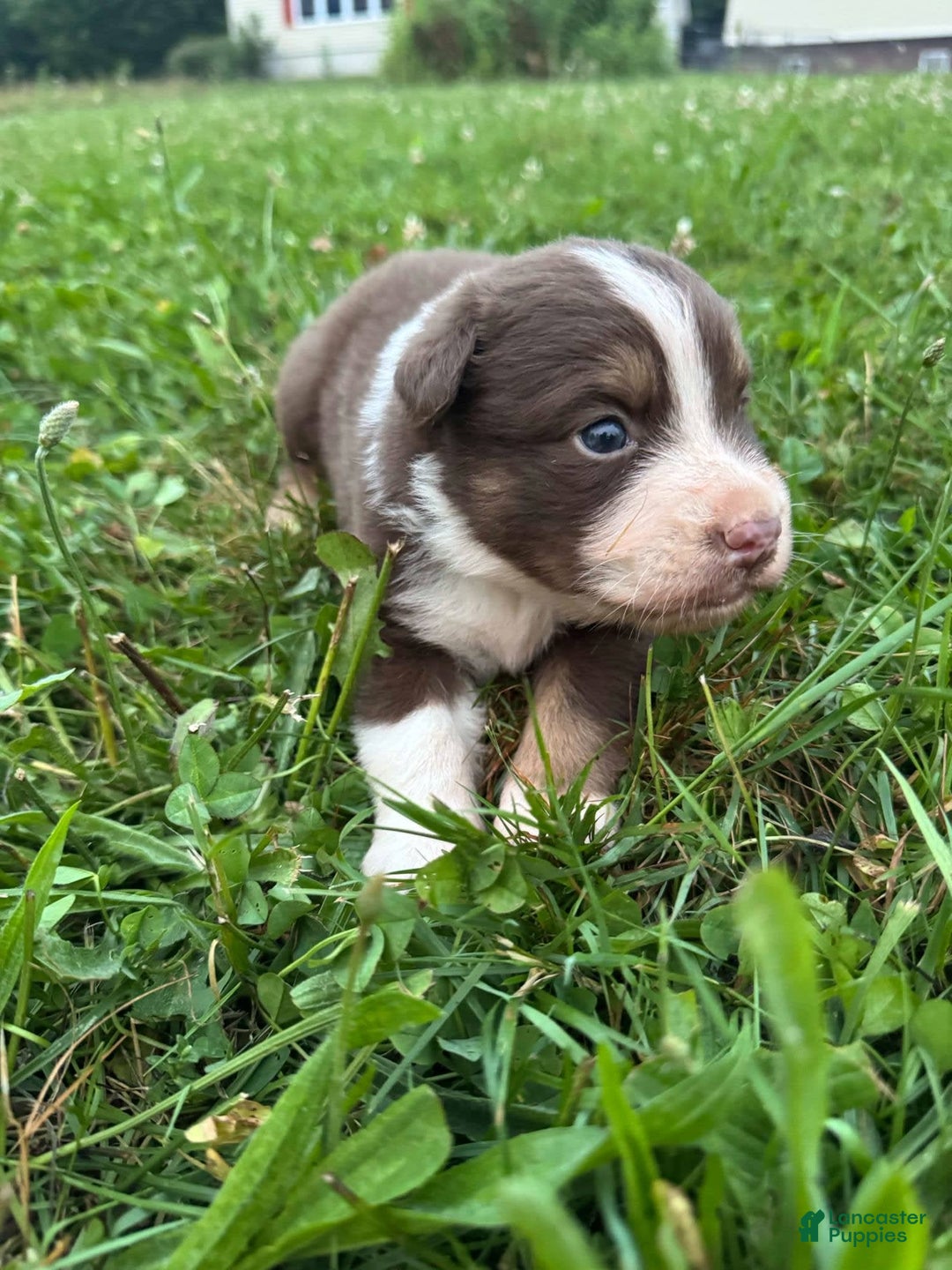 Australian Shepherd dogs for sale: Australian Shepherd 4 puppies - Image 13