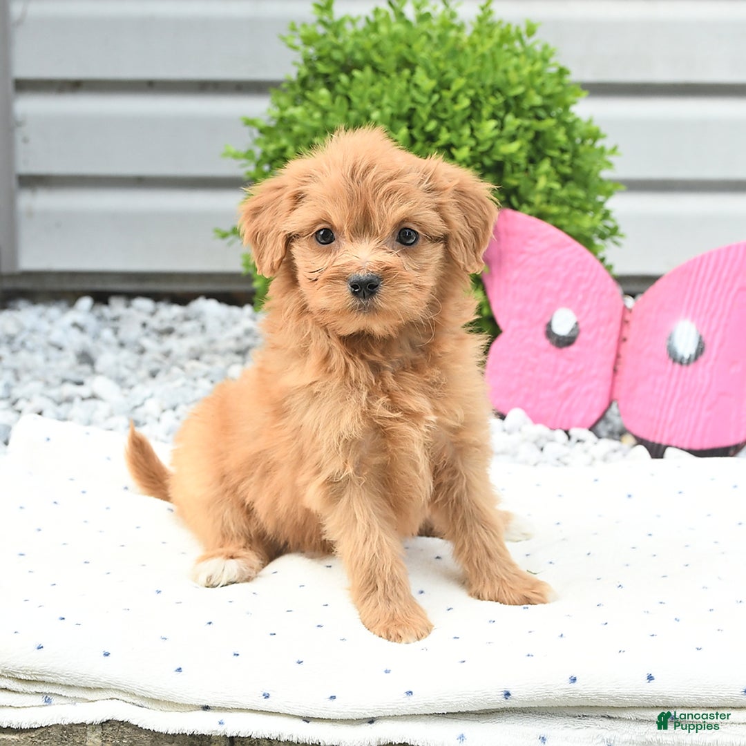 Pomeranian dogs for sale: Pomeranian 9 puppies - Image 7