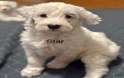 Mini Bernedoodle dogs for sale: Star - Image 12
