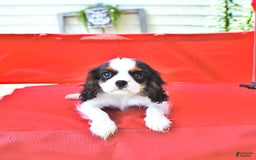 Cavalier King Charles Spaniel dogs for sale: Cody - Image 12