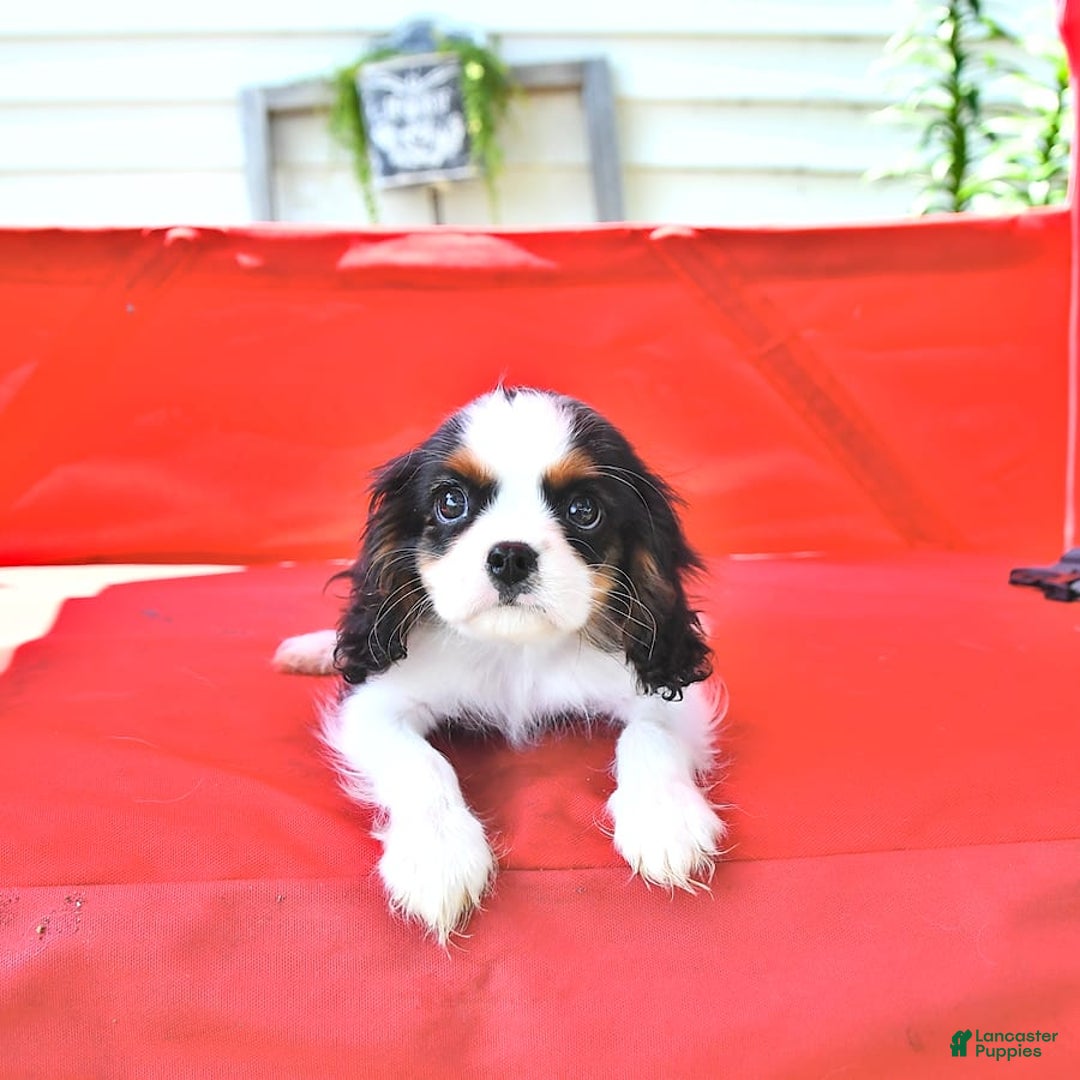 Cavalier King Charles Spaniel dogs for sale: Cody - Image 12