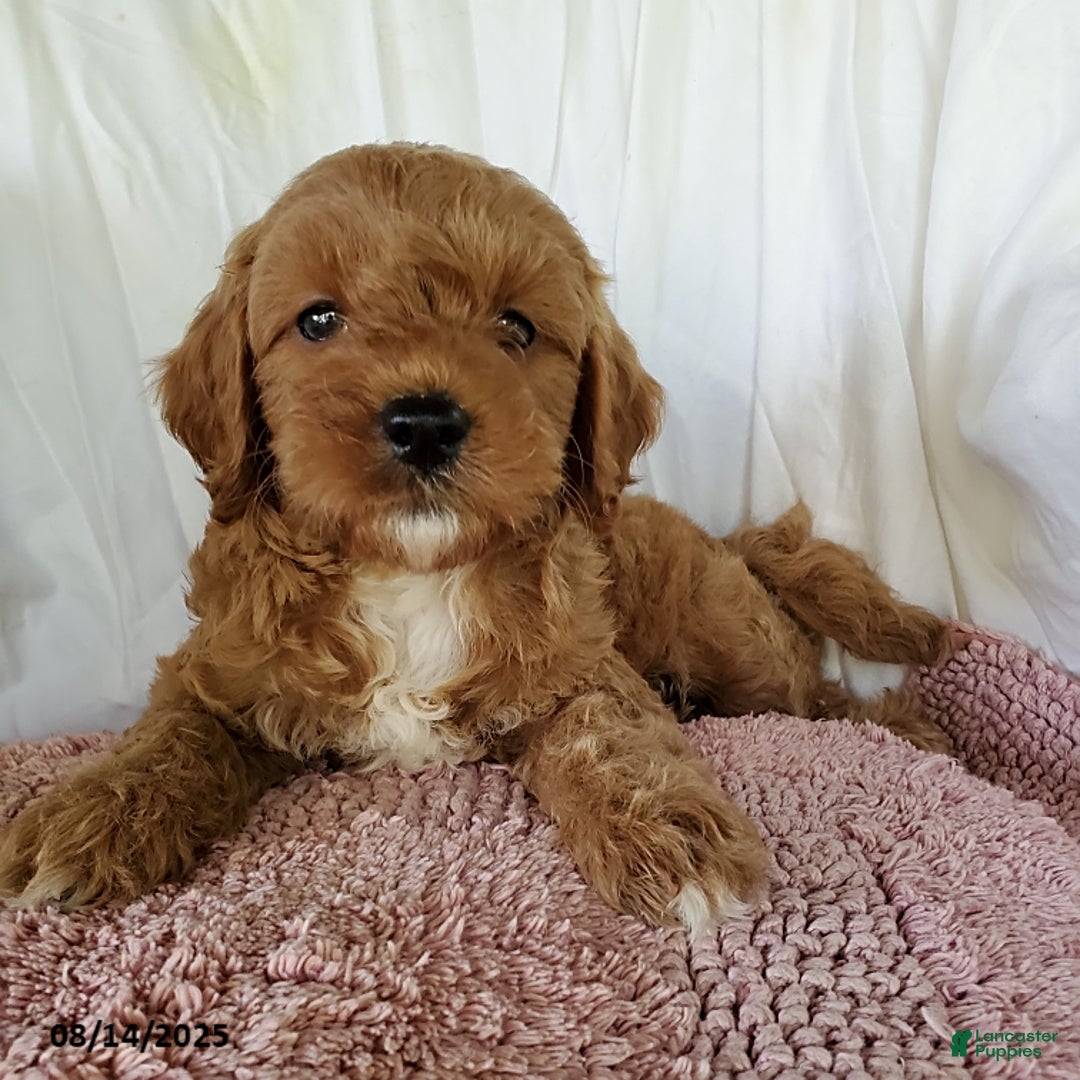 Mini Goldendoodle dogs for sale: Ginger - Image 1
