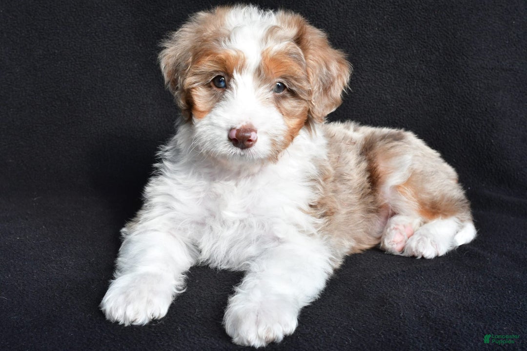 Mini Aussiedoodle dogs for sale: Julia - Image 3