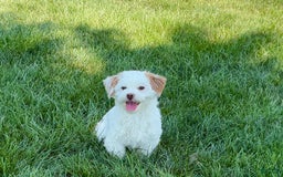 Lhasa Apso dogs for sale: Honey - Image 19