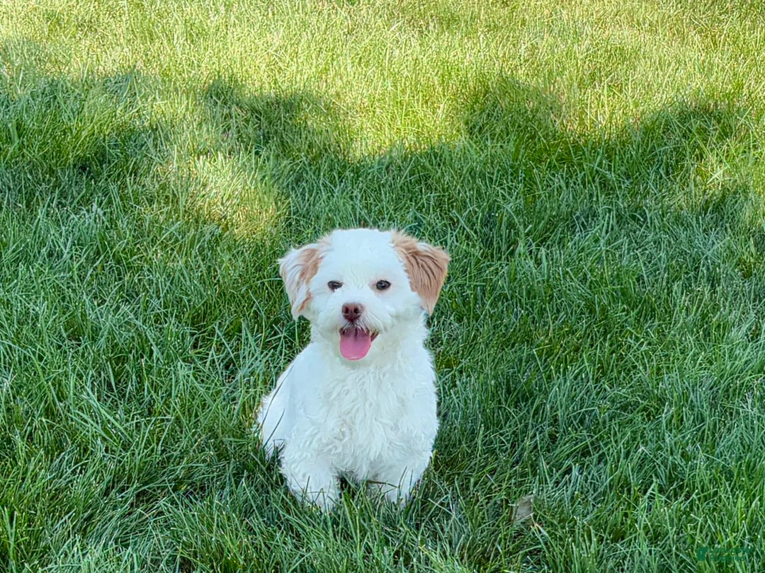Lhasa Apso dogs for sale: Honey - Image 19