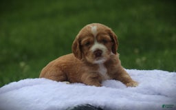 Cocker Spaniel dogs for sale: McKinley - Image 2