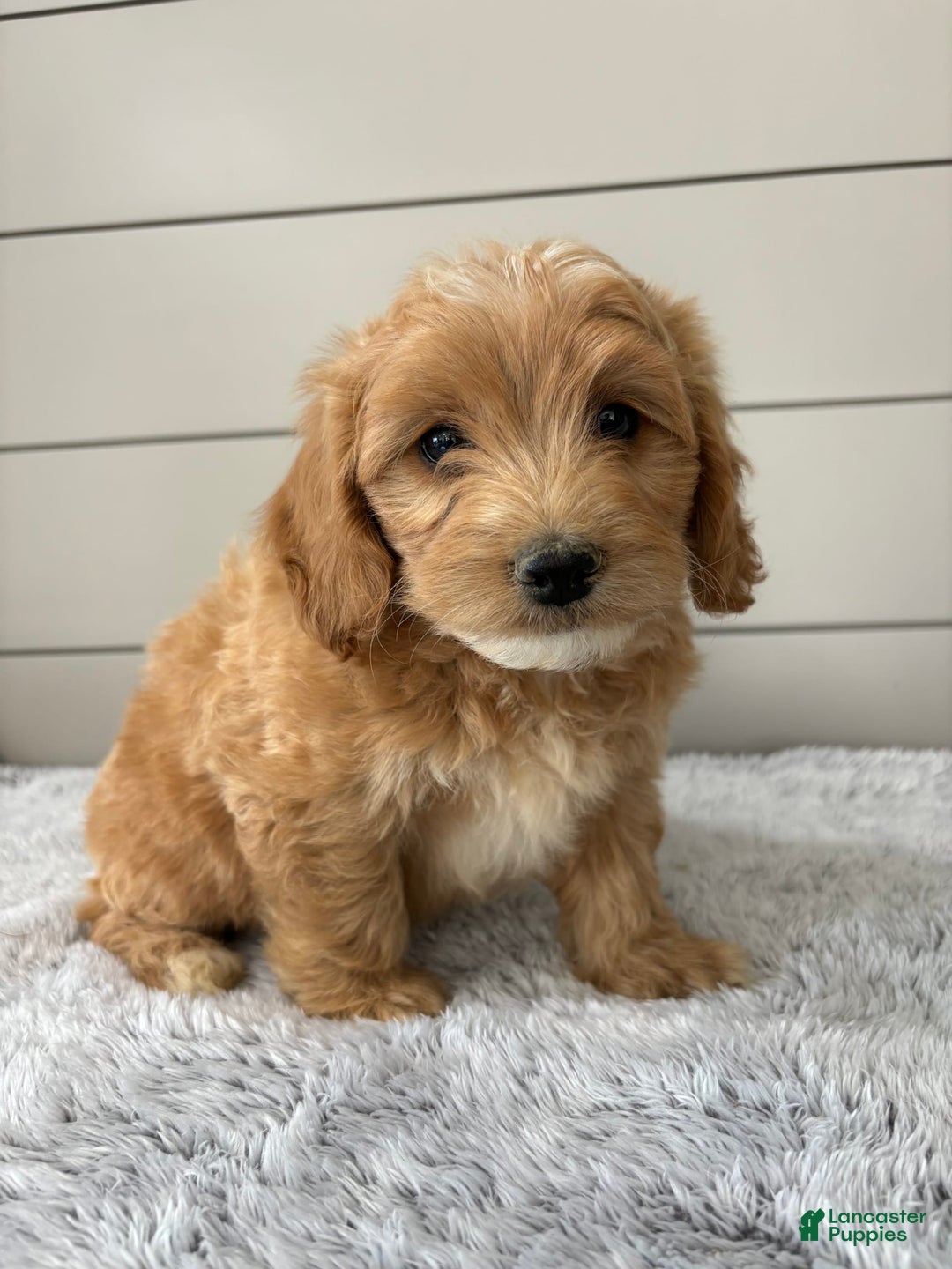  dogs for sale: Mini Goldendoodle 7 puppies - Image 4
