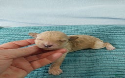Toy Poodle dogs for sale: Kubby - Image 1